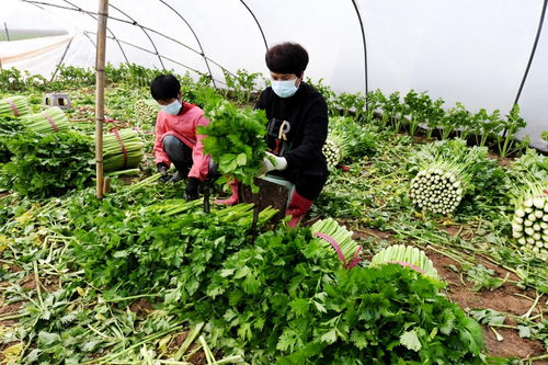 河北永清 科技賦能蔬菜種植，擘畫農(nóng)戶增收致富新圖景
