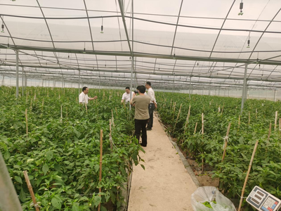 江華人大深入一線開展蔬菜產(chǎn)業(yè)發(fā)展專題調(diào)研，助力農(nóng)業(yè)種植技術(shù)開發(fā)與產(chǎn)業(yè)升級