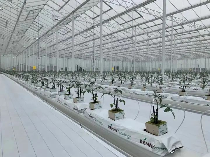 未來農(nóng)場已來 探秘垂直蔬菜工廠，顛覆傳統(tǒng)農(nóng)業(yè)種植技術(shù)